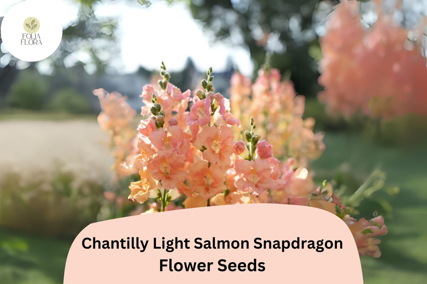 Chantilly Light Salmon Snapdragon Seeds | 1000+ Fragrant Peachy-Pink Blooms | Antirrhinum majus | Pollinator-Friendly Annual