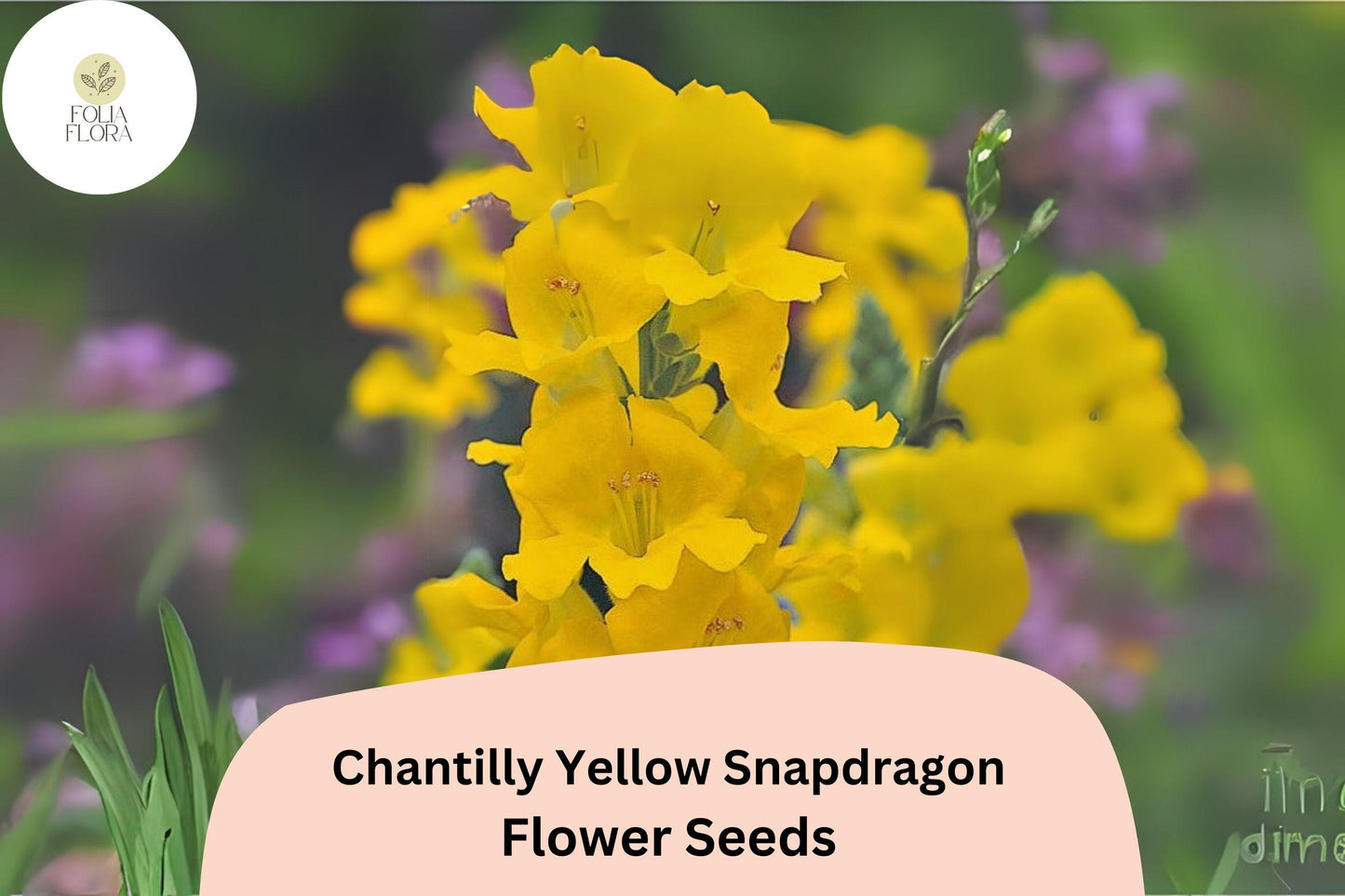 Chantilly Yellow Snapdragon Seeds | 1000+ Fragrant Antirrhinum majus | Tall, Yellow Blooms | Pollinator-Friendly Annual