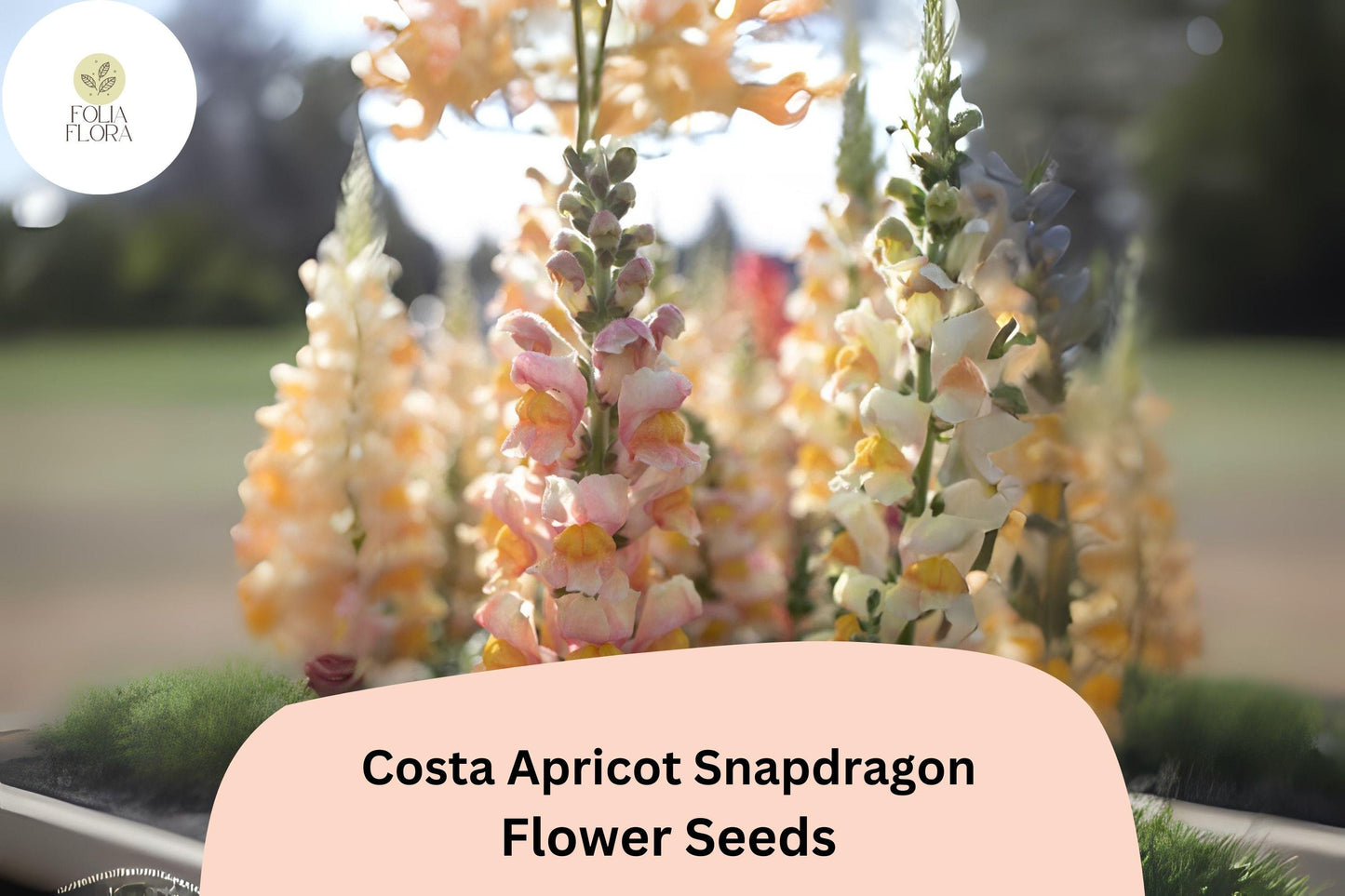 Snapdragon Seeds | 1000+ Costa Apricot | Peachy-Orange Cut Flowers | Antirrhinum majus | Pollinator-Friendly Garden Blooms