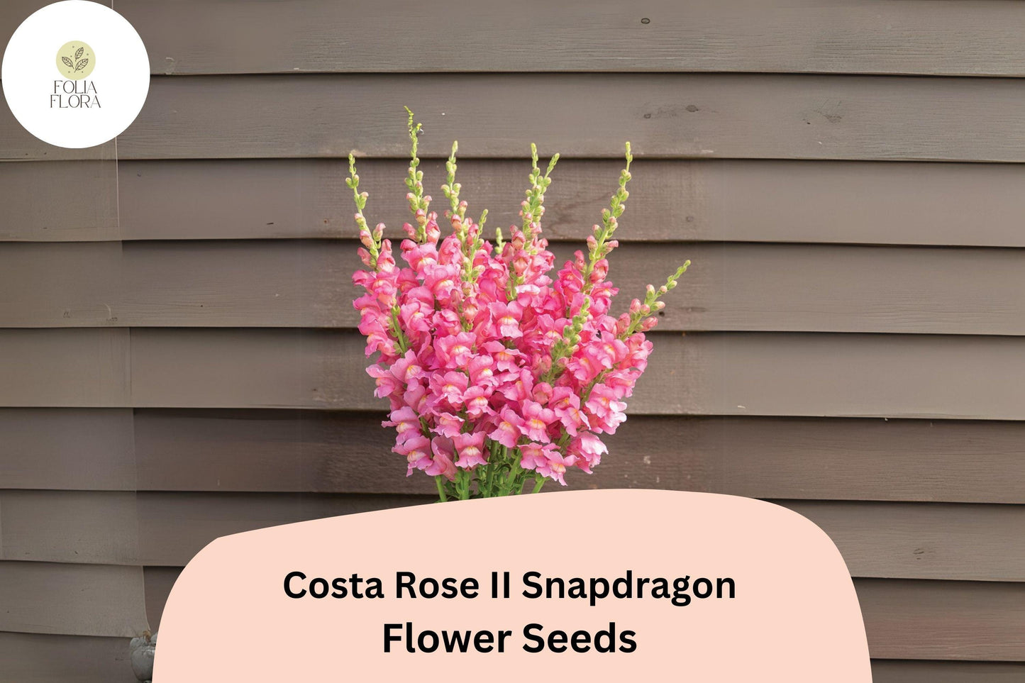 Snapdragon Seeds - 1000+ Costa Rose II, Rose-Pink Blooms, Pollinator-Friendly, Antirrhinum majus, Easy to Grow