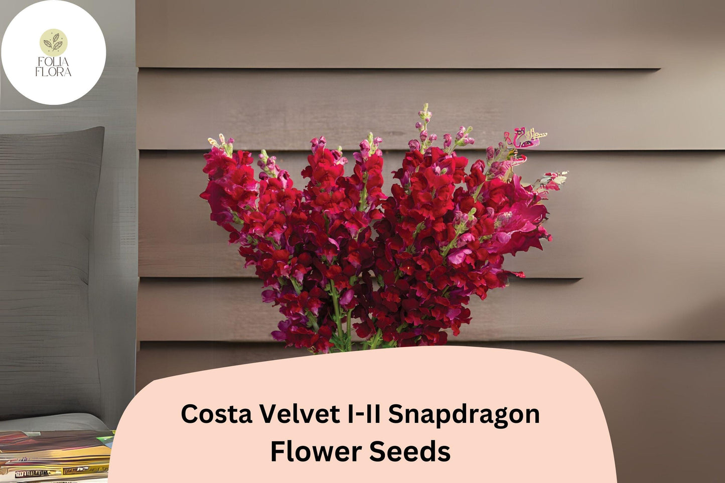 Snapdragon Seeds - 1000+ Deep Velvet Red Blooms - Costa Velvet I–II (Antirrhinum majus) - Pollinator-Friendly Annual Flowers