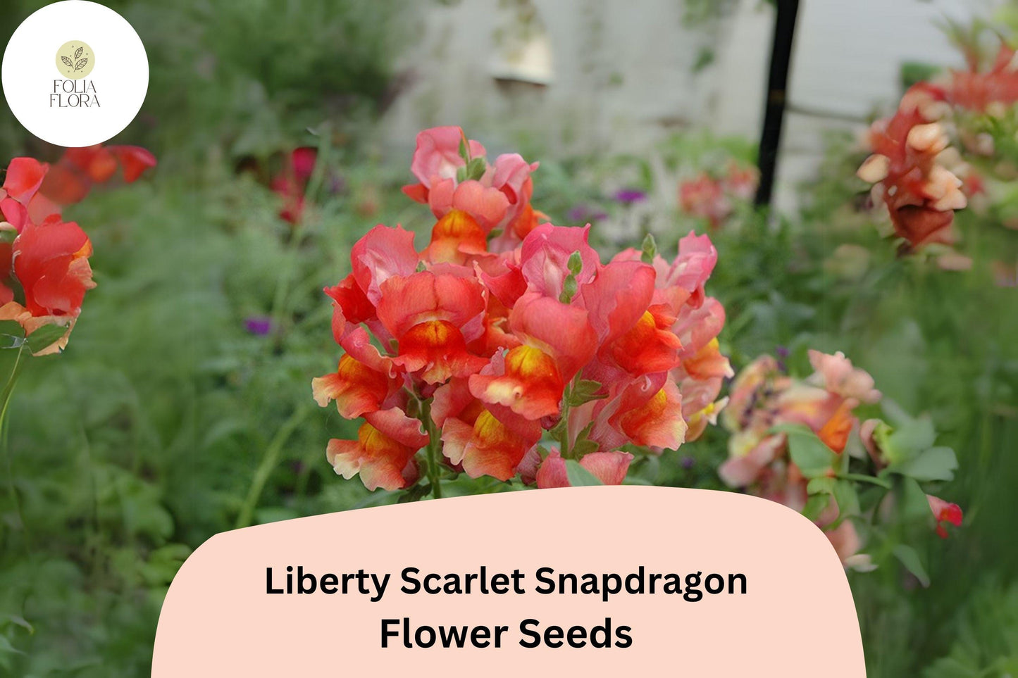 Snapdragon Seeds - 1000+ Liberty Scarlet Red Blooms - Antirrhinum majus - Bold, Pollinator-Friendly Cut Flowers for Garden
