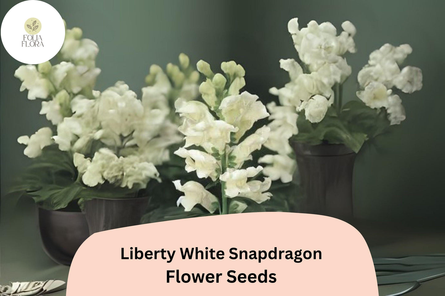 Snapdragon Seeds - 1000+ Liberty White Variety - Antirrhinum majus - Elegant Pure White Blooms for Garden & Cut Flowers