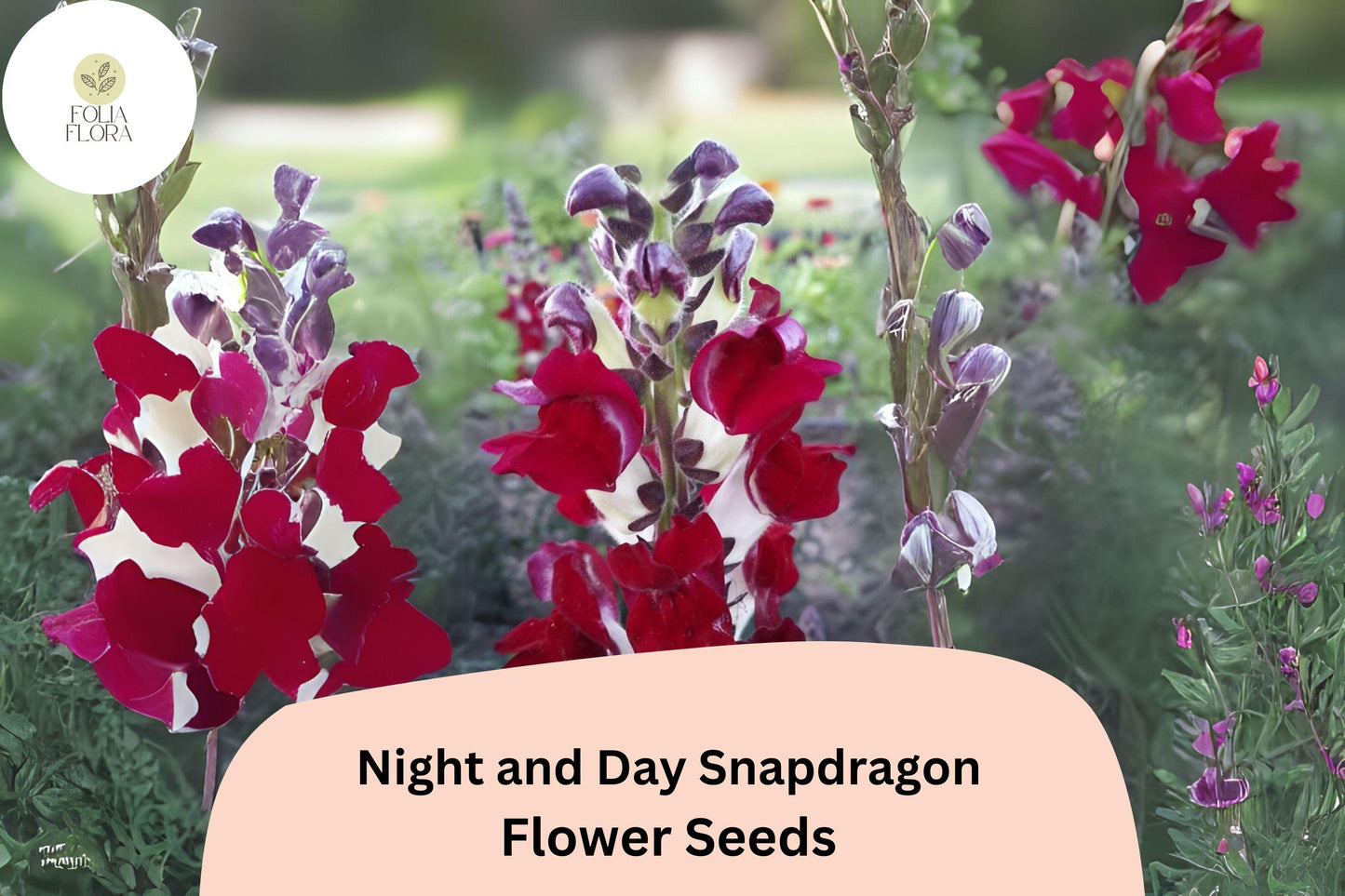 Night and Day Snapdragon Seeds - Bi-Color Red & White Blooms - Antirrhinum majus - 1000+ Premium Quality Seeds for Garden & Cut Flowers