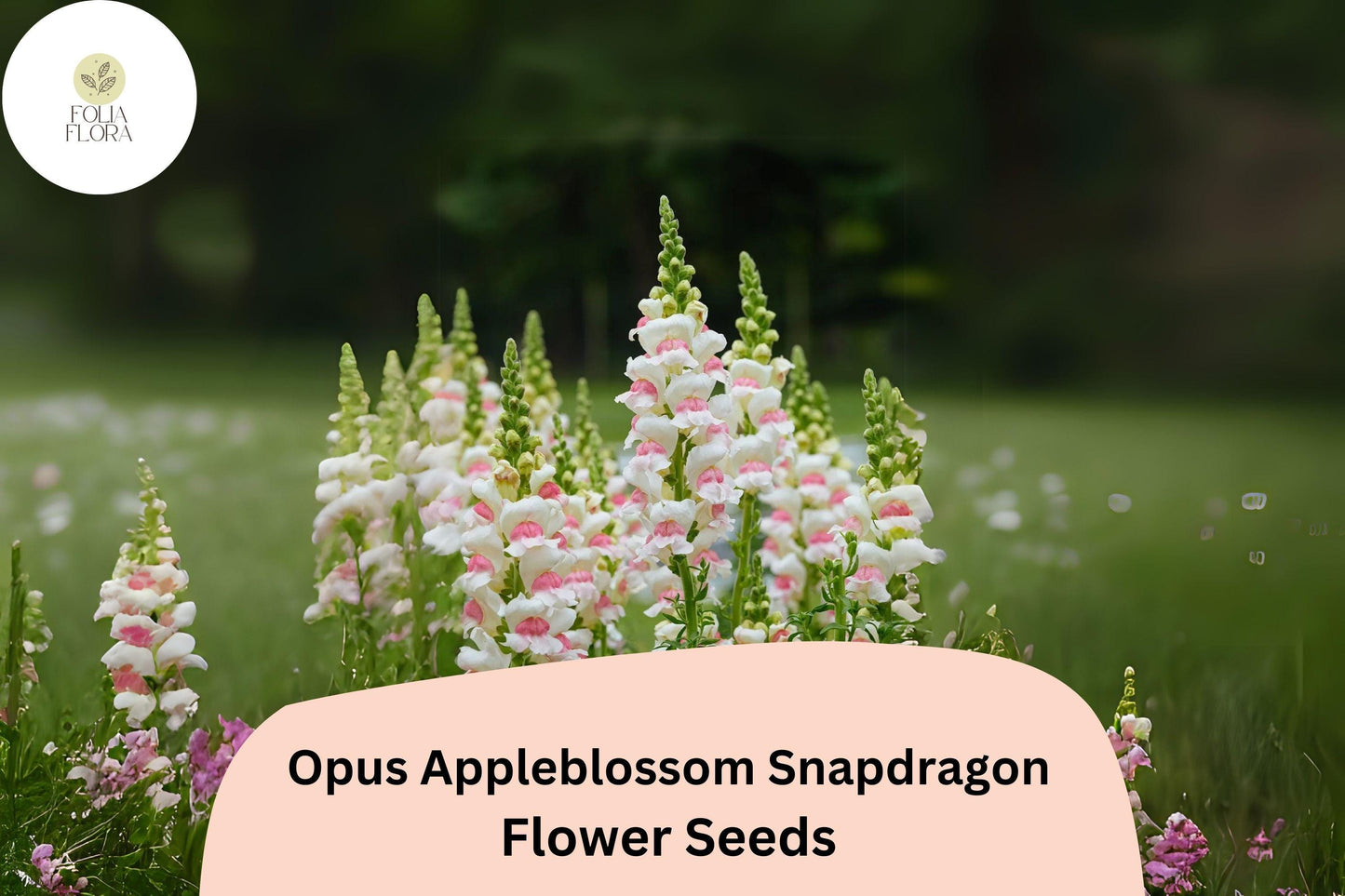 Snapdragon Seeds 1000+ Count Opus Appleblossom Soft Pink & White Antirrhinum majus Pollinator-Friendly Blooms