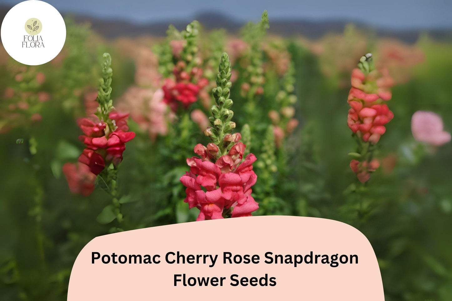 Snapdragon Seeds - 1000+ Potomac Cherry Rose - Antirrhinum majus - Double-Petaled Pink-Red Blooms - Pollinator-Friendly Garden Flowers