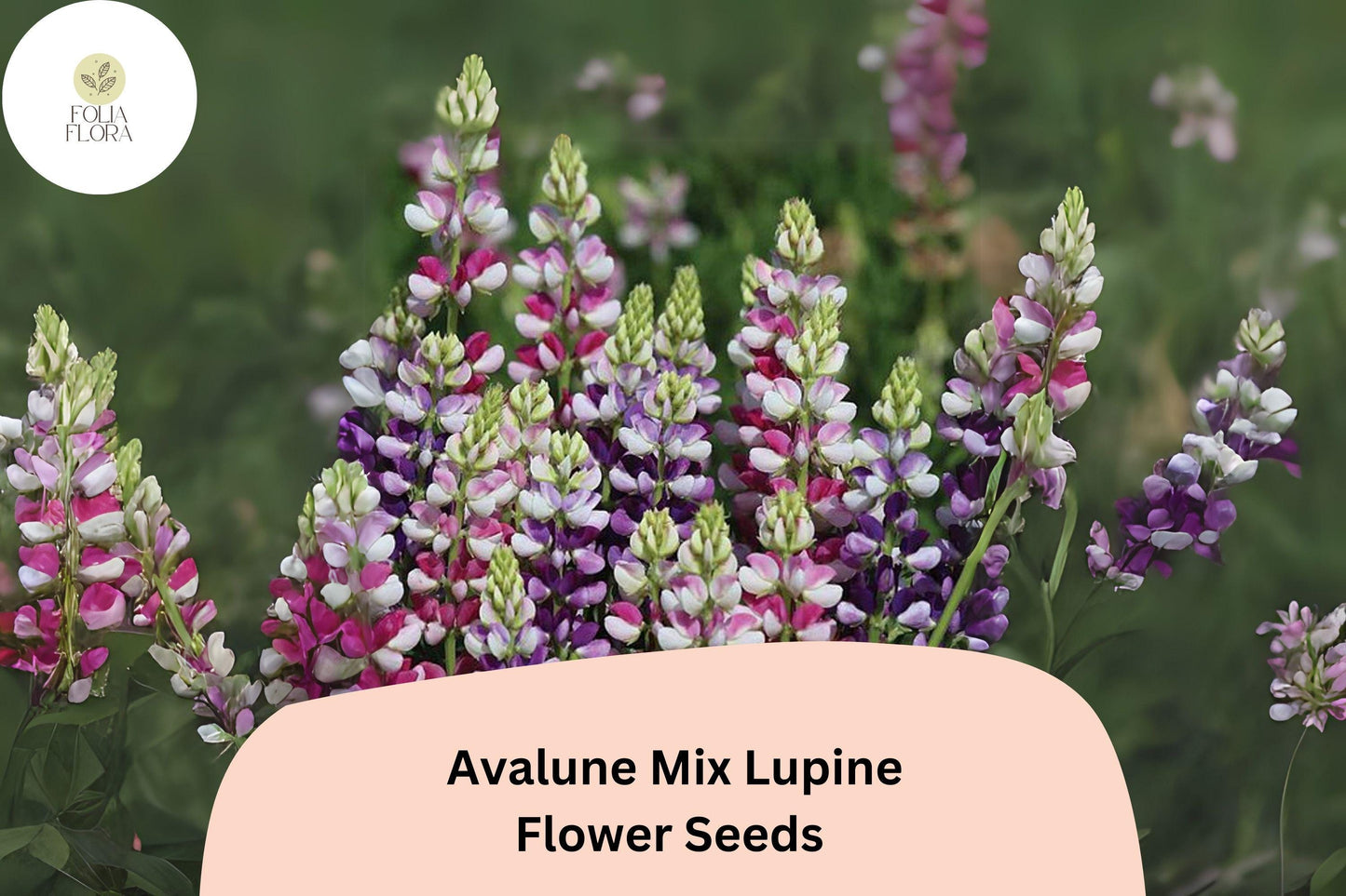 Lupine Seeds - 25+ Avalune Mix Bicolor Wildflowers - Pollinator-Friendly, Drought-Tolerant, Lupinus Avalune