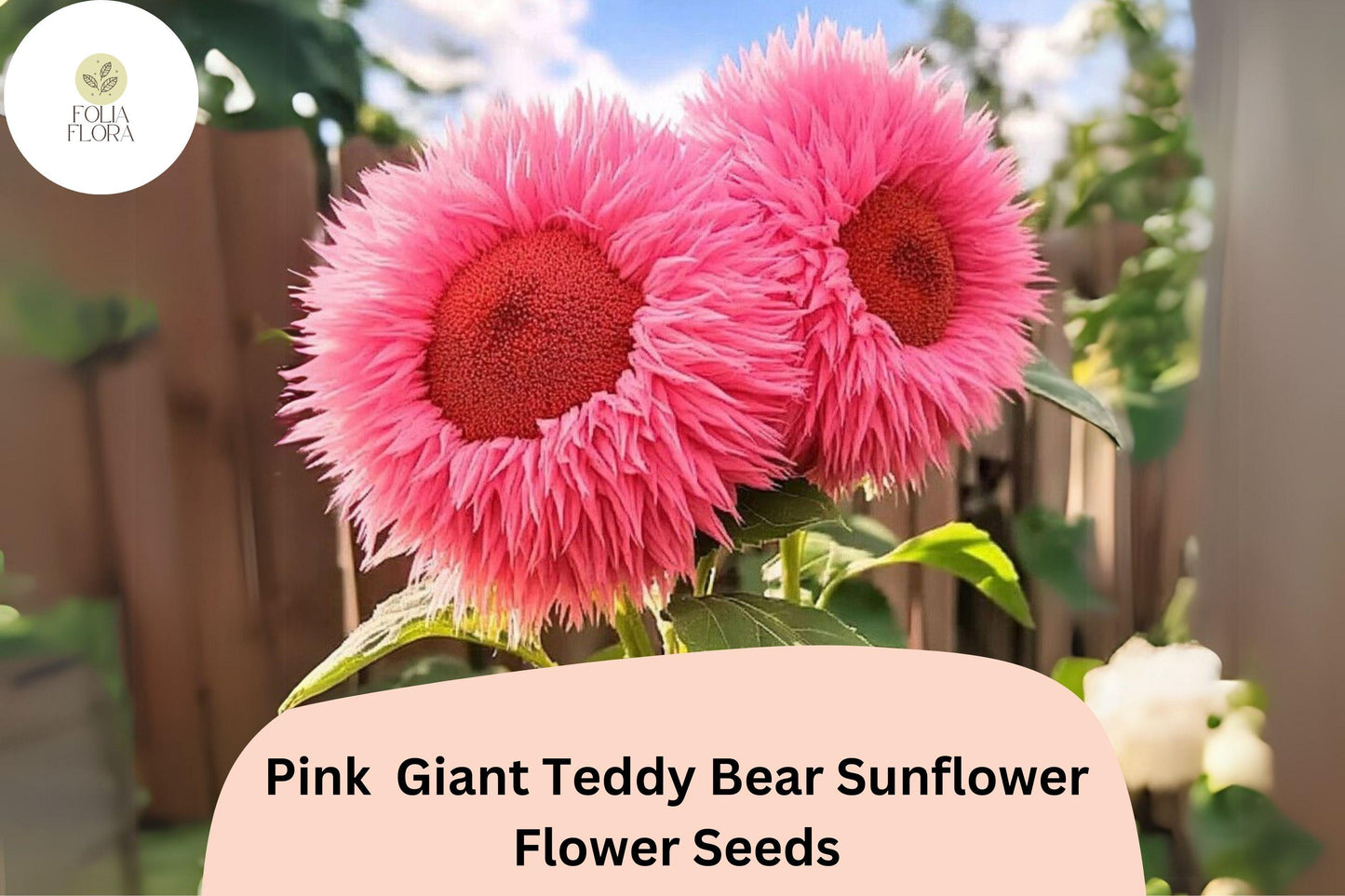 Pink Giant Teddy Bear Sunflower Seeds - 50pcs Heirloom, Double-Petal Pink Blooms - Helianthus annuus for Summer Gardens