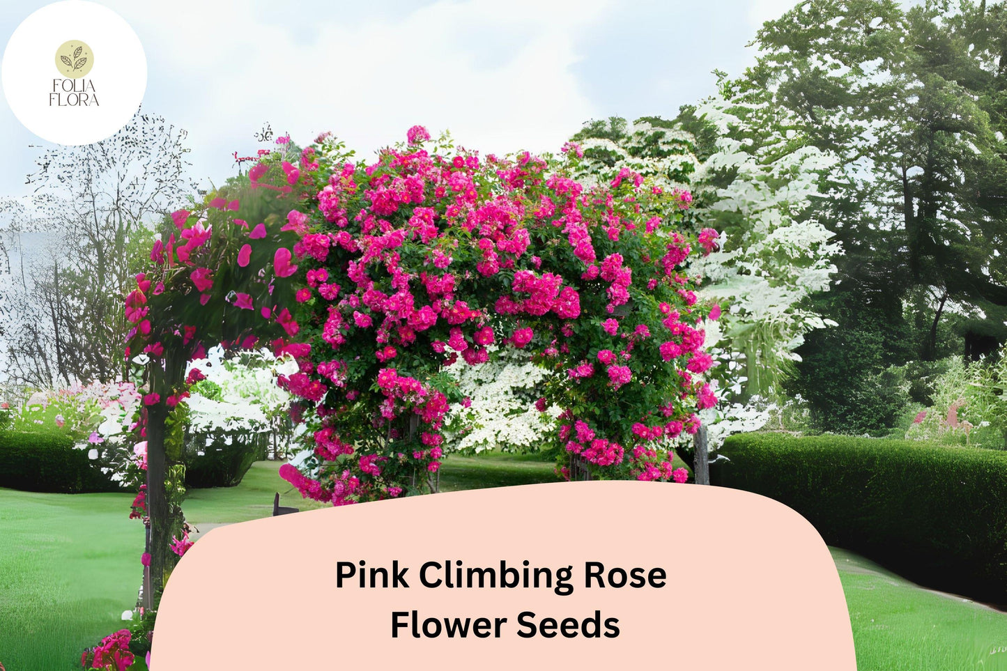 20 Pink Climbing Rose Seeds | Rosa spp. | Fragrant, Fast Growing, Ideal for Trellises & Fences | Romantic Garden Blooms