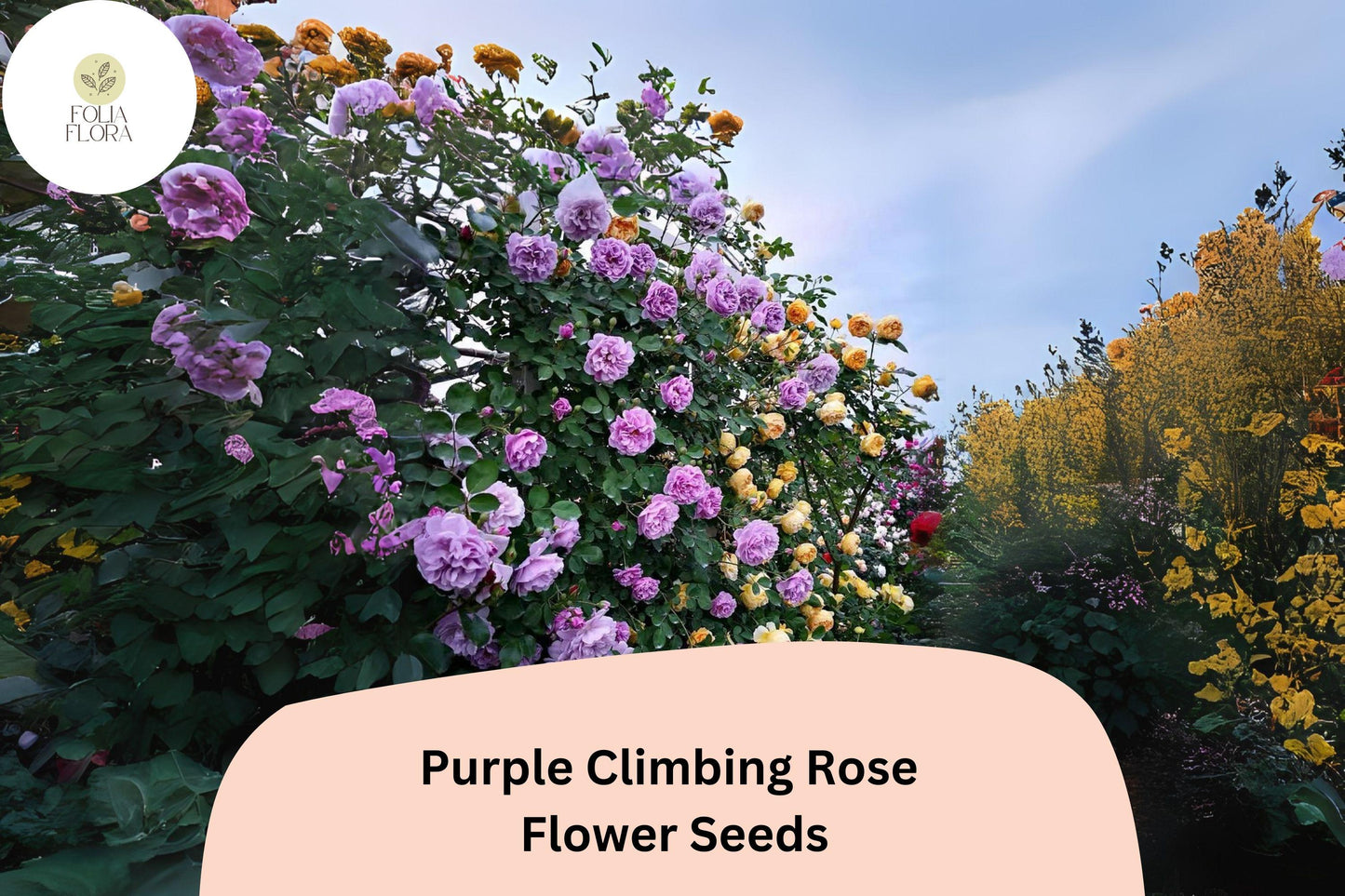 Purple Climbing Rose Seeds - 20pcs Rare Fragrant Blooms, Rosa spp., Deep Purple Climbing Vine for Trellises and Fences