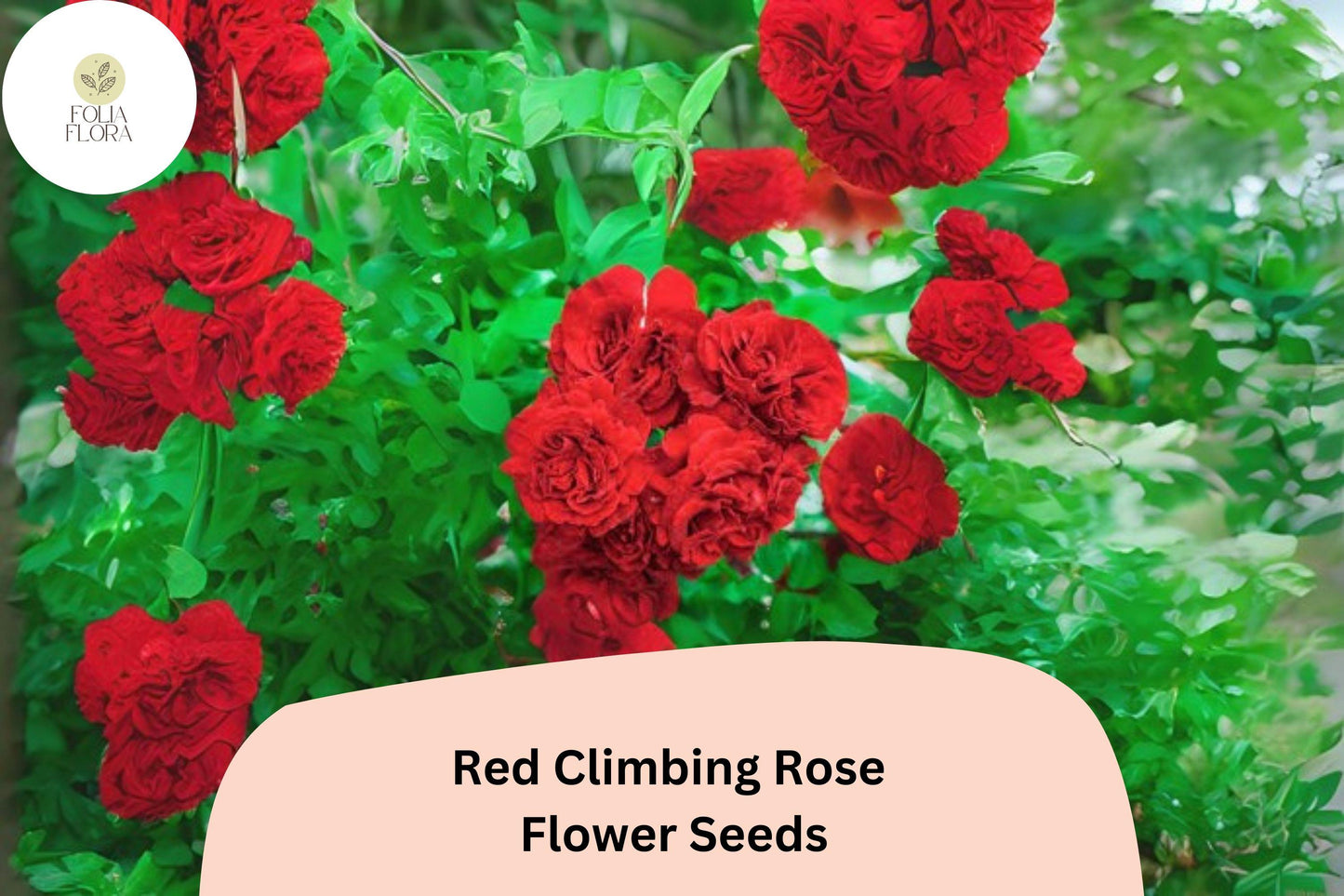 Red Climbing Rose Seeds - 20 Pcs, Fragrant Deep Red Blooms, Rosa spp., Hardy Fast-Growing Climbing Vine for Garden