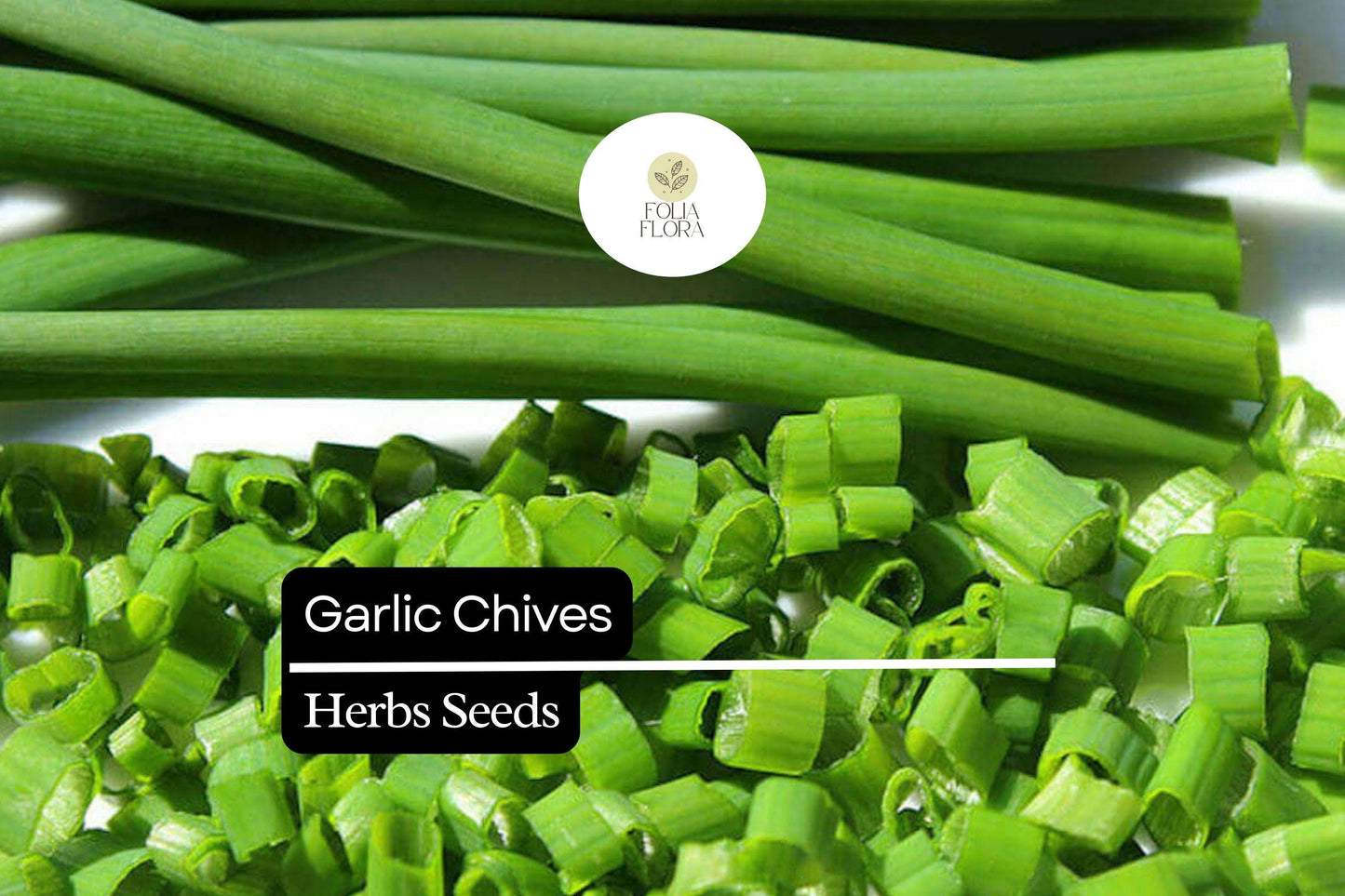 Garlic Chive Seeds - 500 Heirloom Perennial Herb - Edible Leaves & Flowers - Allium tuberosum - Easy to Grow, Low Maintenance