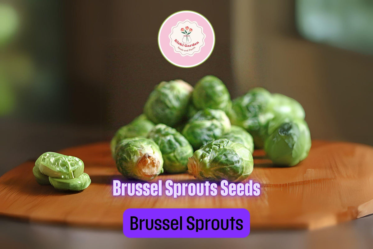 Brussels Sprouts Seeds 250+ Non-GMO Brassica oleracea Cold Weather Vegetable Easy to Grow for Fall Harvest