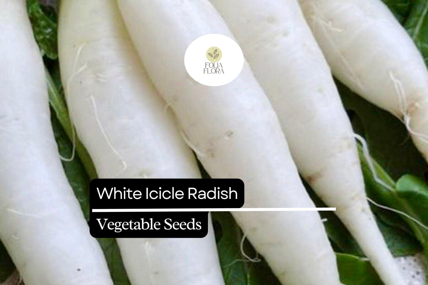 White Icicle Radish Seeds - 400pcs Heirloom, Fast-Growing, Mild Flavor - Raphanus sativus, Crunchy White Roots for Salads