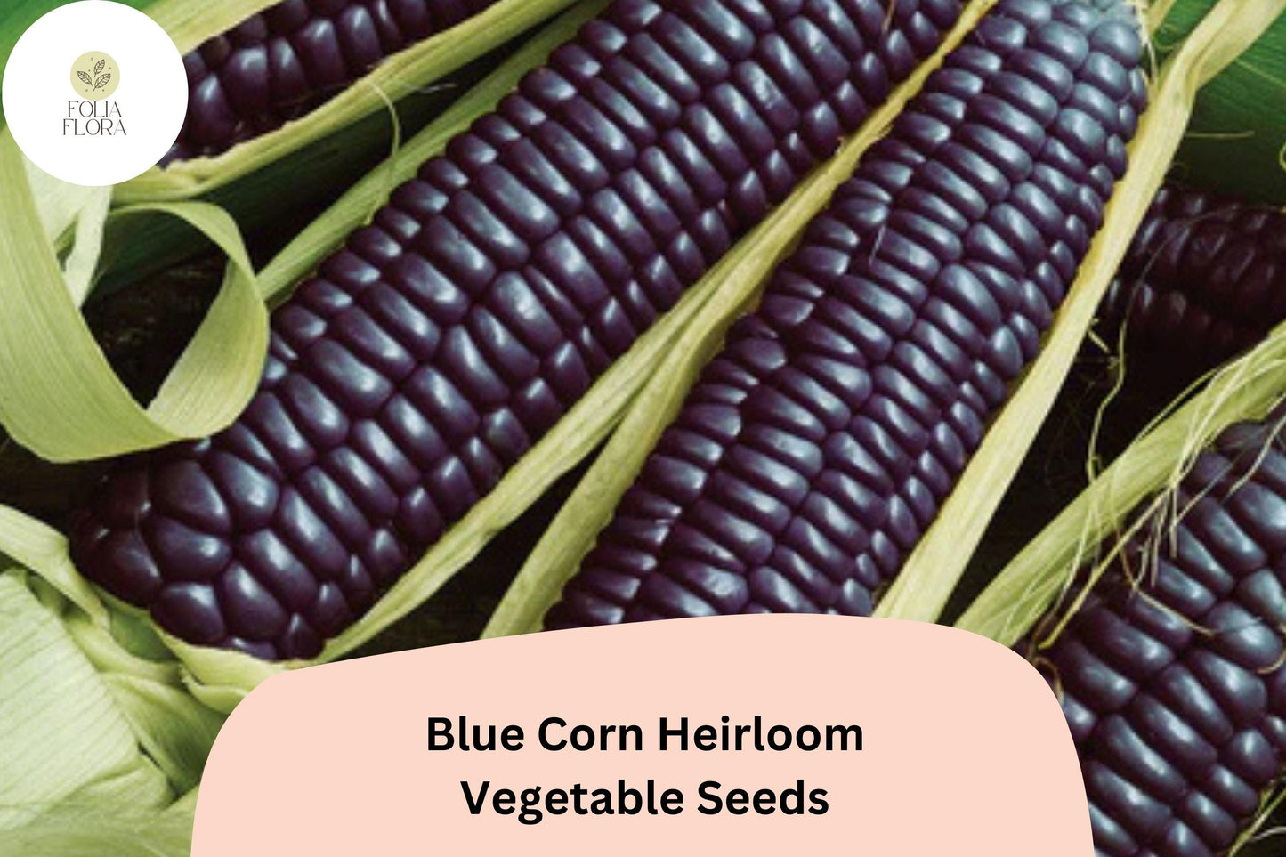 50 Heirloom Blue Corn Seeds - Non-GMO Sweet Maize Variety - Zea mays - Perfect for Ornamental & Edible Gardens