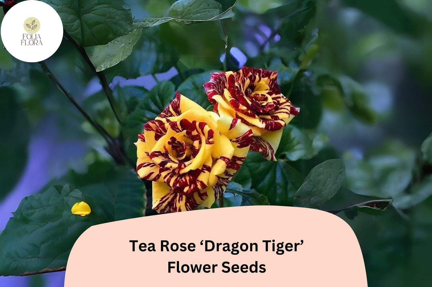 20 Dragon Tiger Tea Rose Seeds - Rare Striped Variety Rosa chinensis - Fragrant Red Pink Cream Blooms for Garden or Container