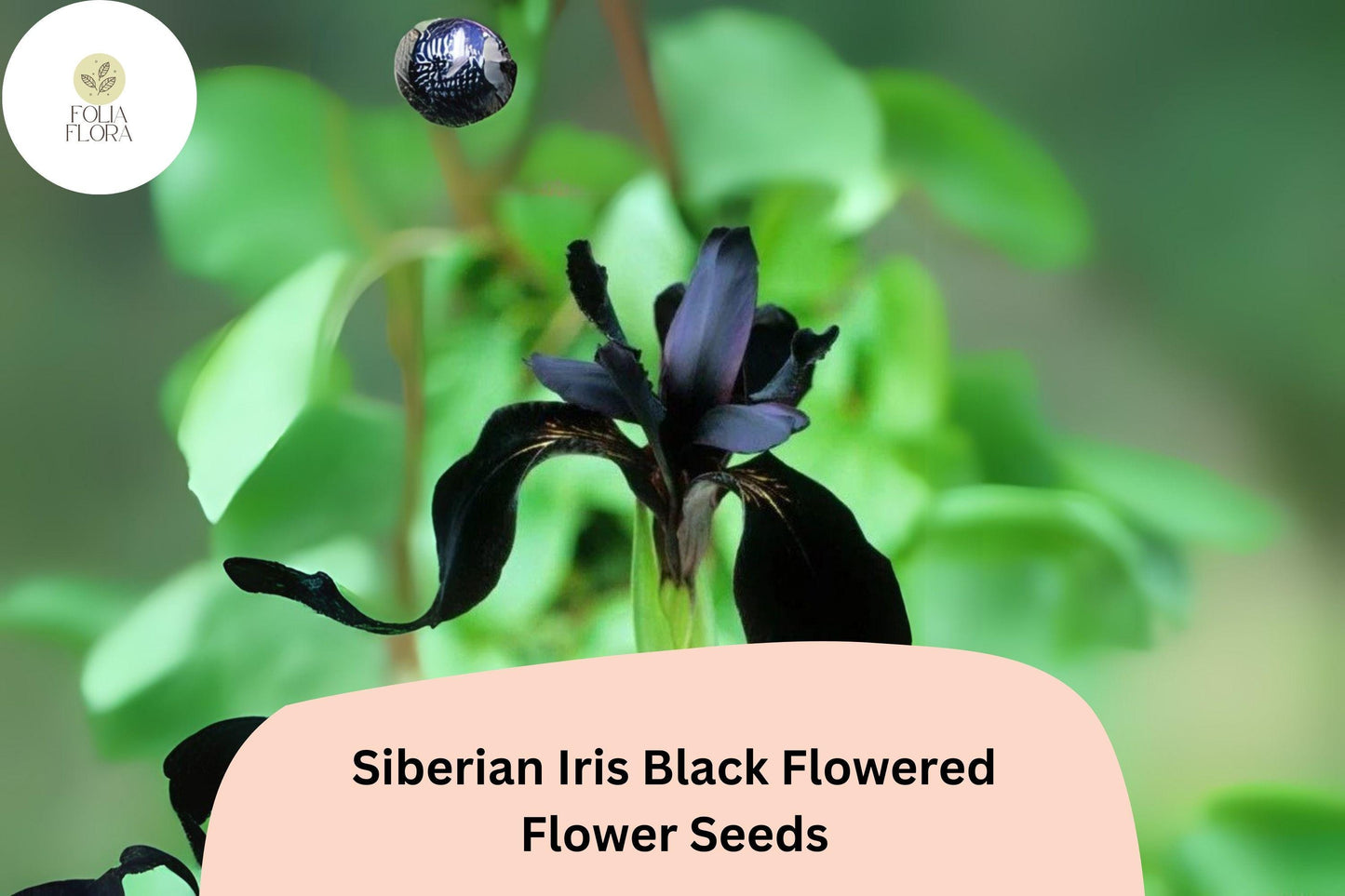 Siberian Iris Seeds 30pcs - Deep Purple to Black Blooms - Iris sibirica - Hardy Perennial for Elegant Garden Borders