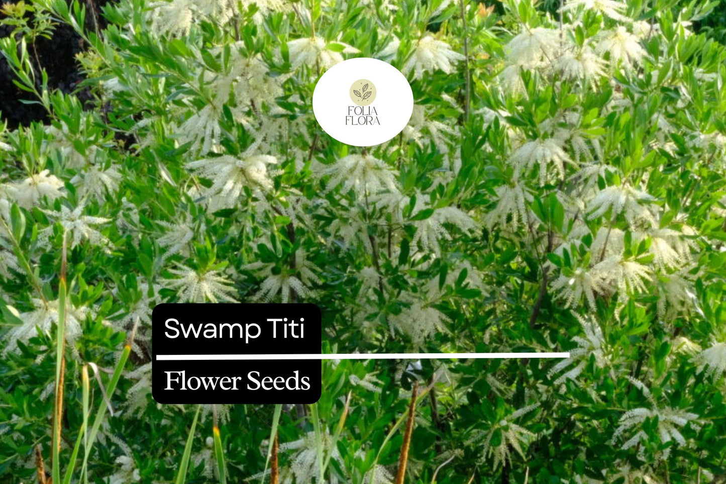 Swamp Titi Seeds (25 Seeds) | Native Pollinator Shrub for Wetlands | Cyrilla racemiflora | Attracts Bees & Butterflies