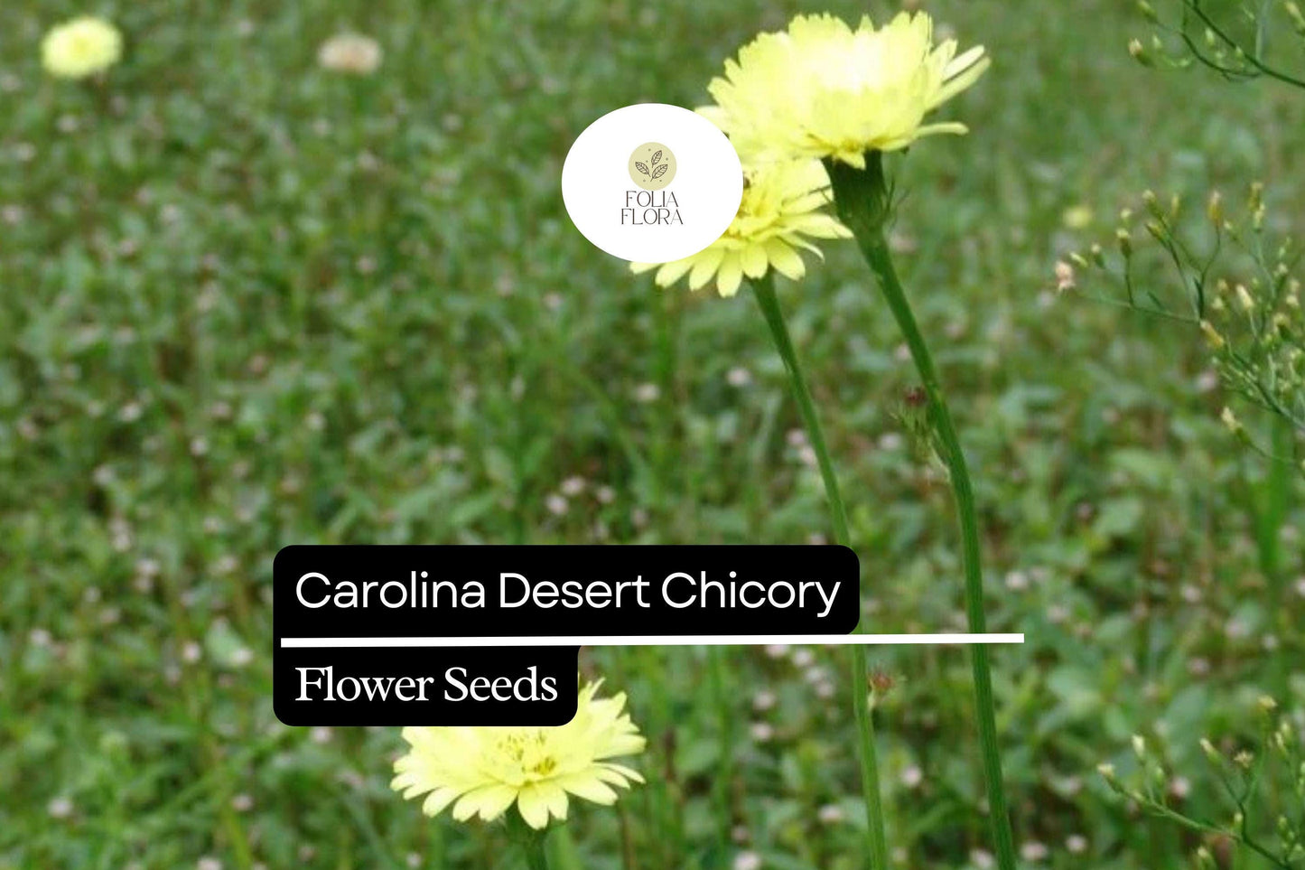 Carolina Desert Chicory Seeds | 25 Pack | Yellow Wildflower | Pyrrhopappus carolinianus | Pollinator Friendly Garden Plant