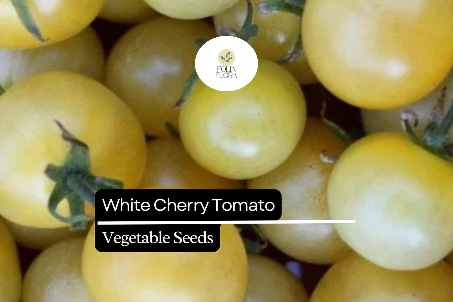 White Cherry Tomato Seeds | 15 Heirloom Seeds | Solanum Lycopersicum | Creamy White Fruits for Salads & Snacking