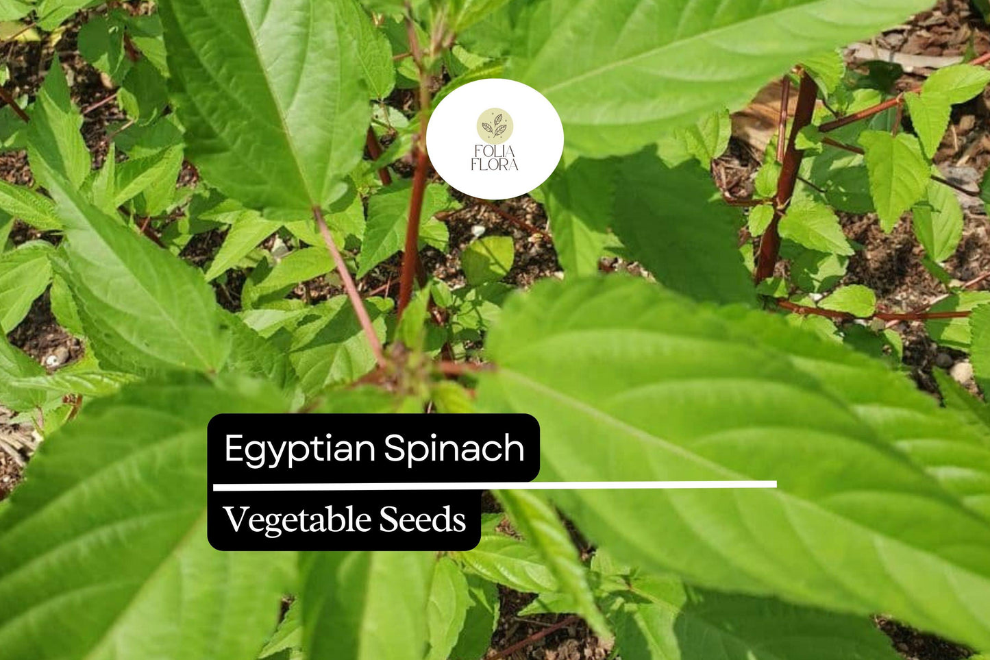 Egyptian Spinach Seeds - 25 Molokhia Seeds - Heat-Loving Leafy Green - Corchorus olitorius for Summer Gardening