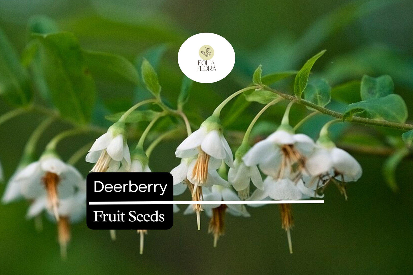 Deerberry Seeds (25) | Native Blueberry Shrub | Vaccinium stamineum | Attracts Pollinators & Wildlife, Ideal for Gardens