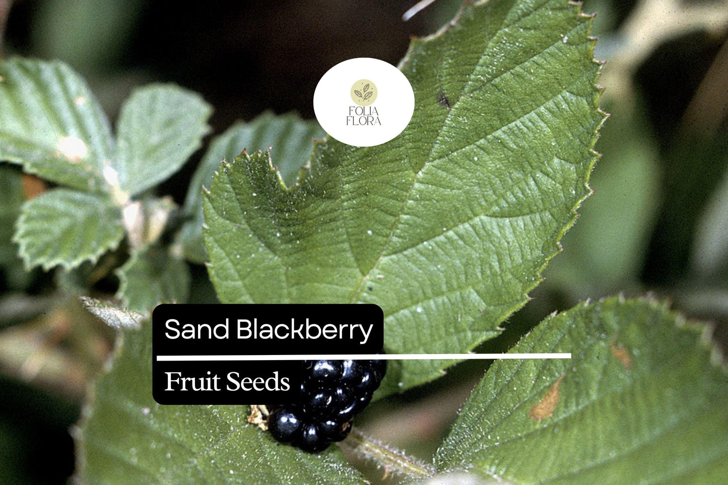 Sand Blackberry Seeds | 25 Seeds | Edible Wild Fruit | Rubus cuneifolius | Native Bramble Bush for Pollinator Gardens