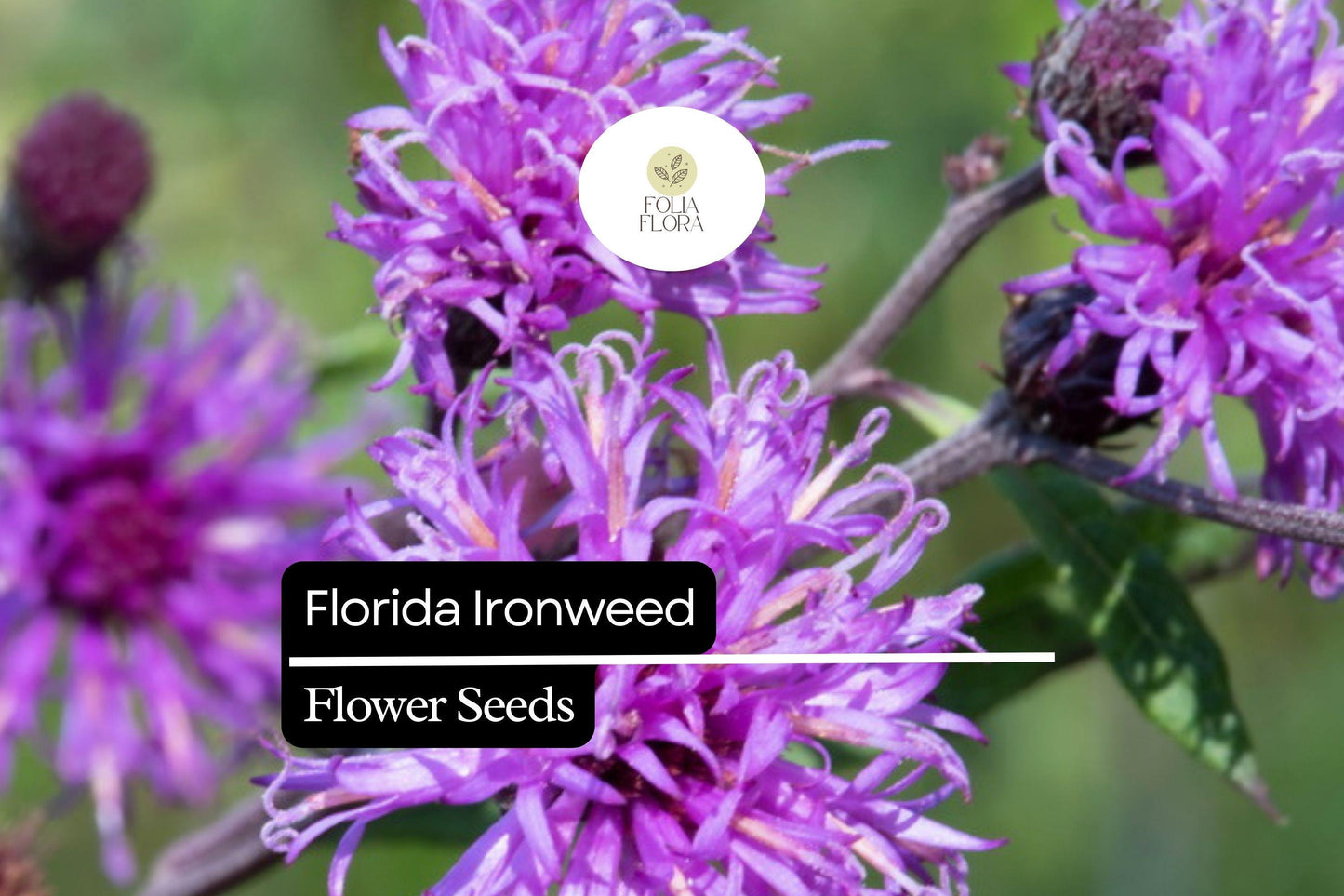 Florida Ironweed Seeds (25) | Purple Wildflower | Vernonia angustifolia | Pollinator-Friendly Perennial for Natural Gardens