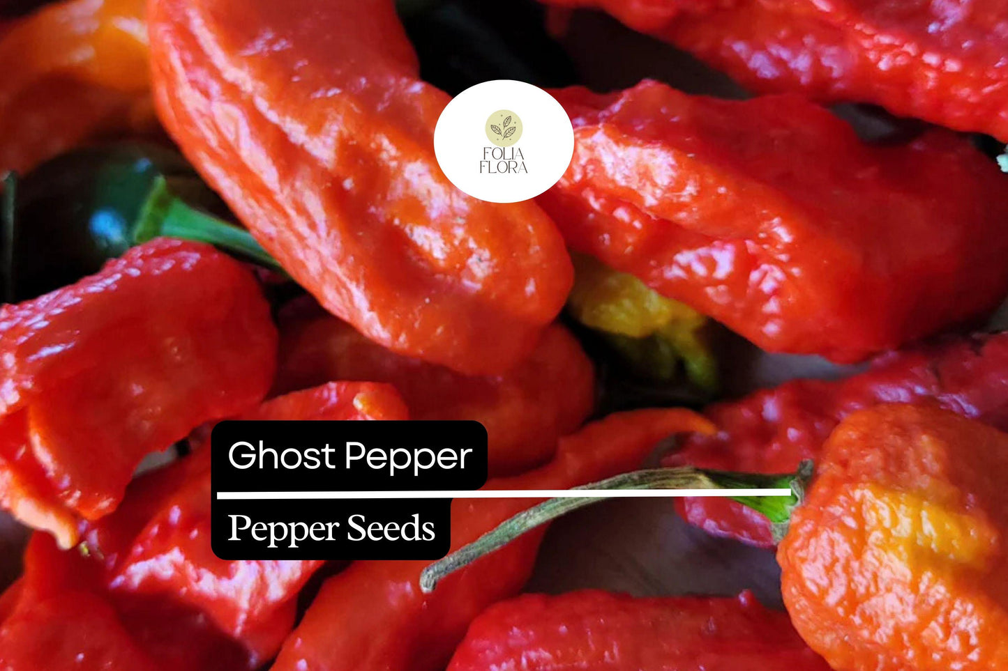 50 Ghost Pepper Seeds | Bhut Jolokia | Capsicum chinense | Super Hot Heirloom Chili for Spicy Garden Enthusiasts