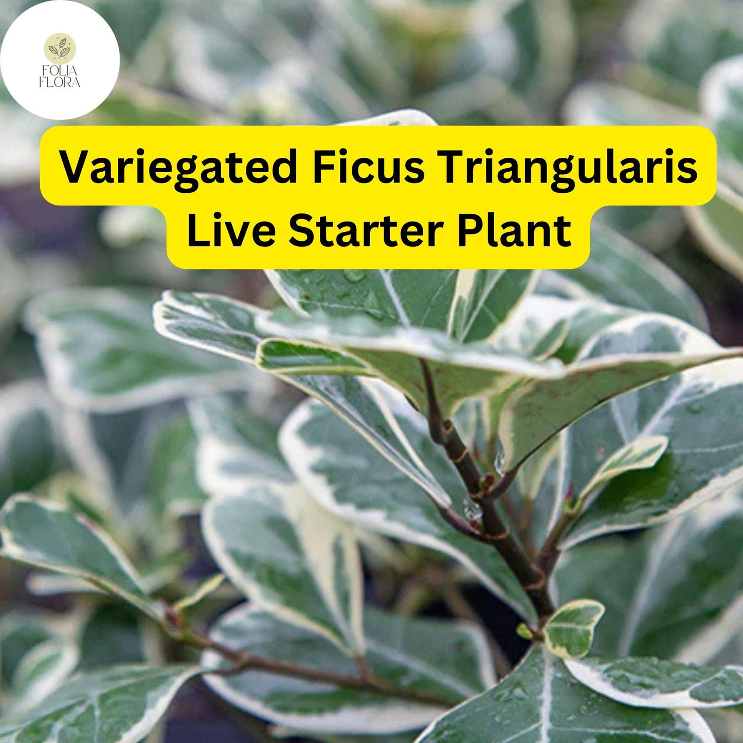 Variegated Ficus Triangularis Starter Plant | Rare Indoor Houseplant | Ficus triangularis variegata | Air-Purifying Green Foliage