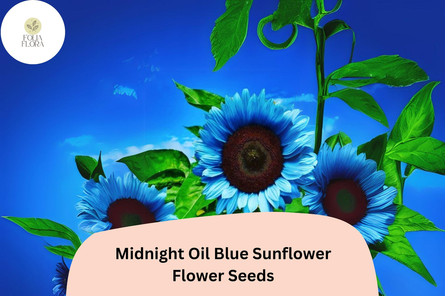 50 Midnight Oil Blue Sunflower Seeds | Helianthus annuus | Rare Heirloom Deep Blue Blooms for Garden Borders and Containers