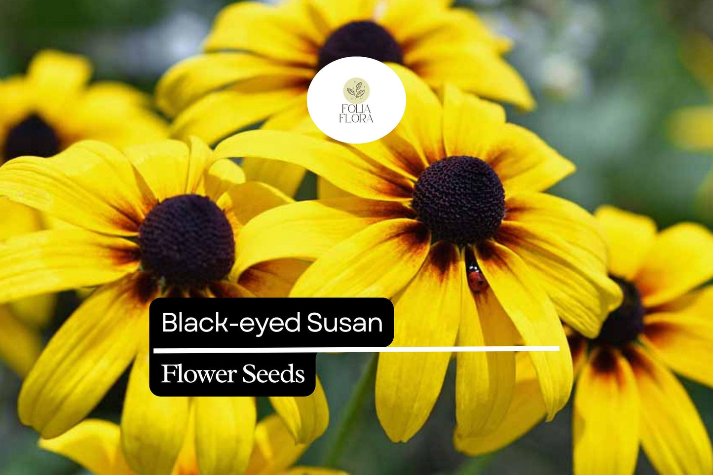 Black-Eyed Susan Seeds - 25 Yellow Wildflower Seeds, Native Pollinator, Rudbeckia hirta, Drought-Tolerant, Attracts Bees and Butterflies