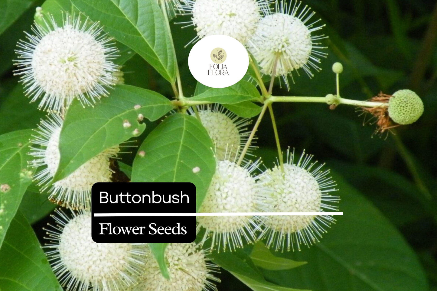 25 Button Bush Seeds | Cephalanthus Occidentalis | Native Wetland Shrub | Attracts Bees & Butterflies | White Flowers