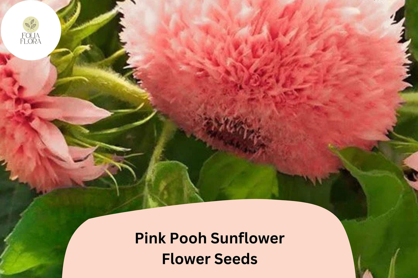 Pink Pooh Sunflower Seeds - 50 Rare Soft Pink Double Blooms, Pollinator-Friendly Helianthus annuus, Easy to Grow Garden Flowers