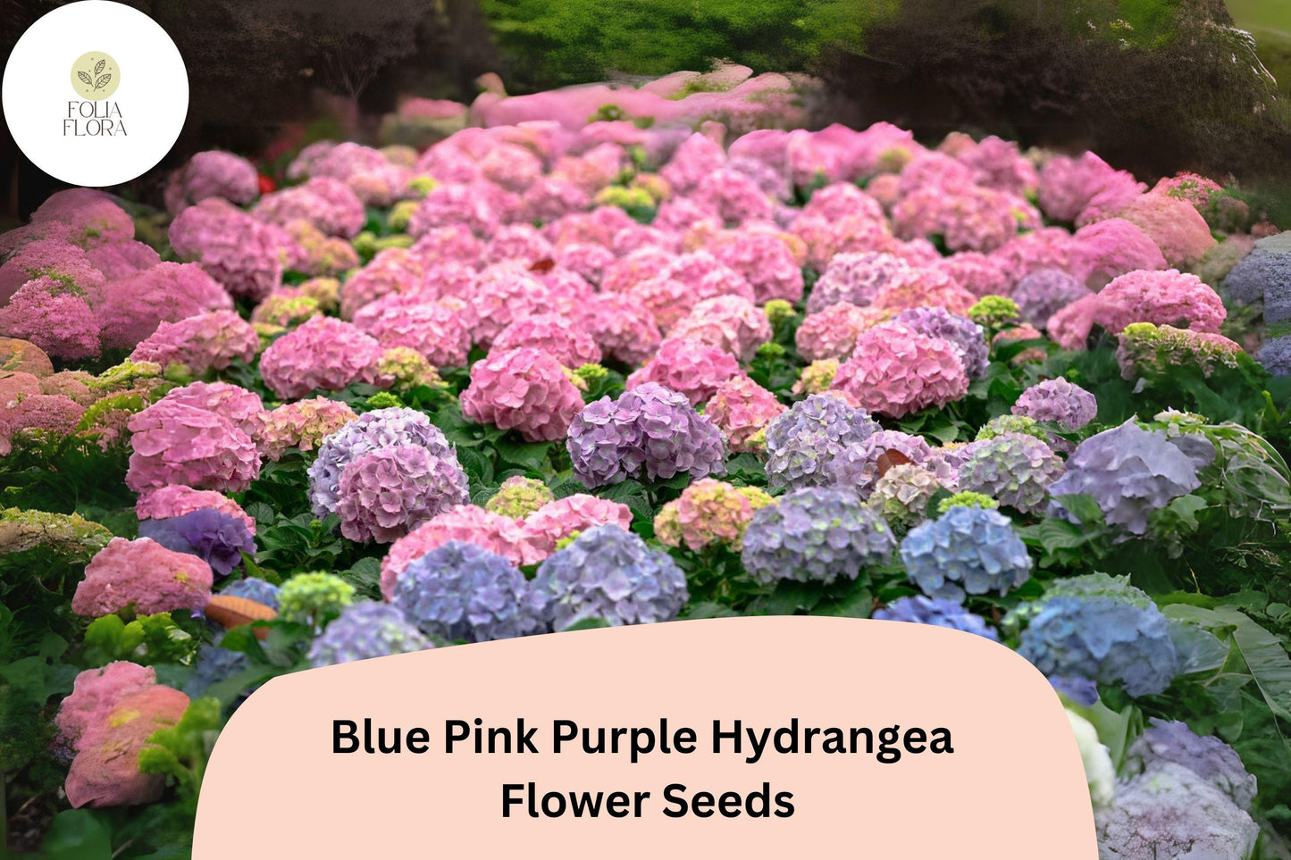 25 Mixed Hydrangea Seeds | Blue, Pink, Purple Blooms | Hydrangea macrophylla | Perennial Flowering Shrub for Garden & Borders