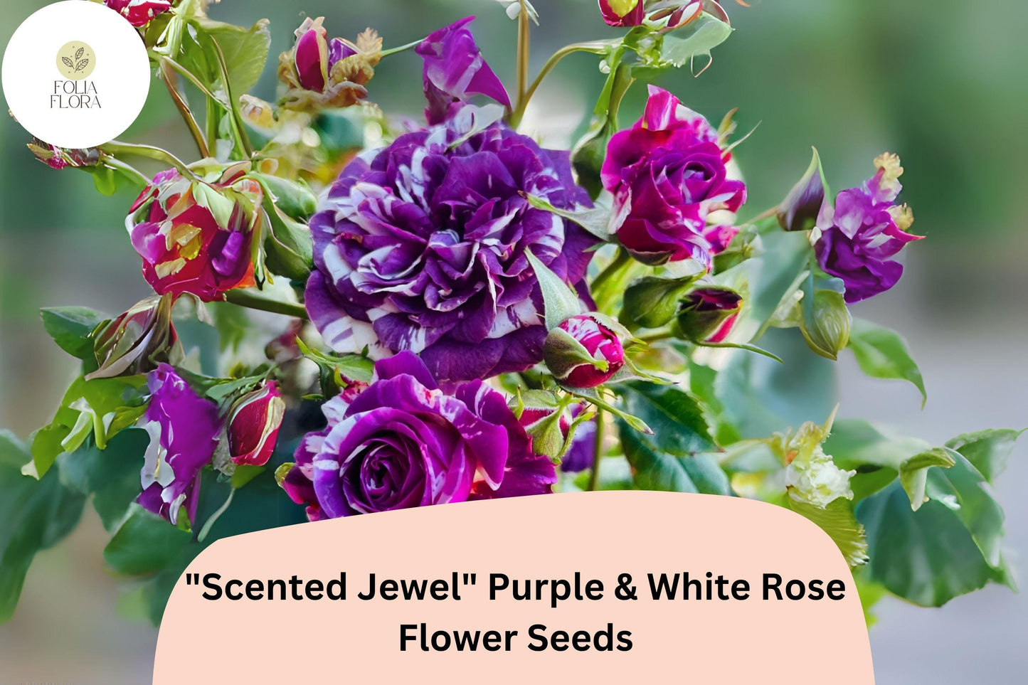 20 Scented Jewel Rose Seeds | Purple & White Bicolor Heirloom Blooms | Rosa spp. | Fragrant Layered Petals for Garden or Containers