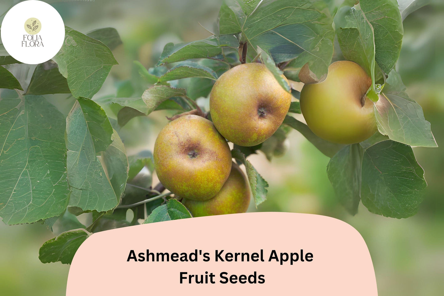 Ashmead's Kernel Apple Seeds | 25+ Rare English Heirloom | Malus domestica | Non-GMO Sweet-Tart Flavor for Grafting