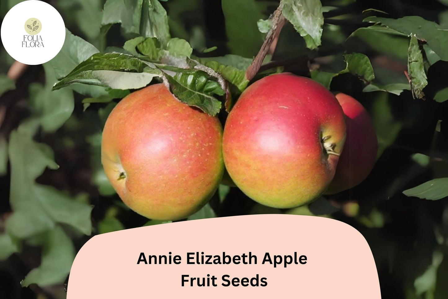 Annie Elizabeth Apple Seeds | 25+ Cold Hardy Heritage Cooking Apple Seeds | Malus domestica | Deep Red Skin, Tart-Sweet Flavor