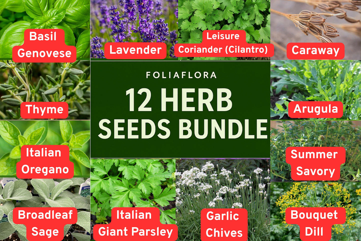 Herb Seed Bundle - 12 Variety Set - Basil, Dill, Lavender, Thyme, Oregano & More - Non-GMO Garden Seeds for Culinary Use
