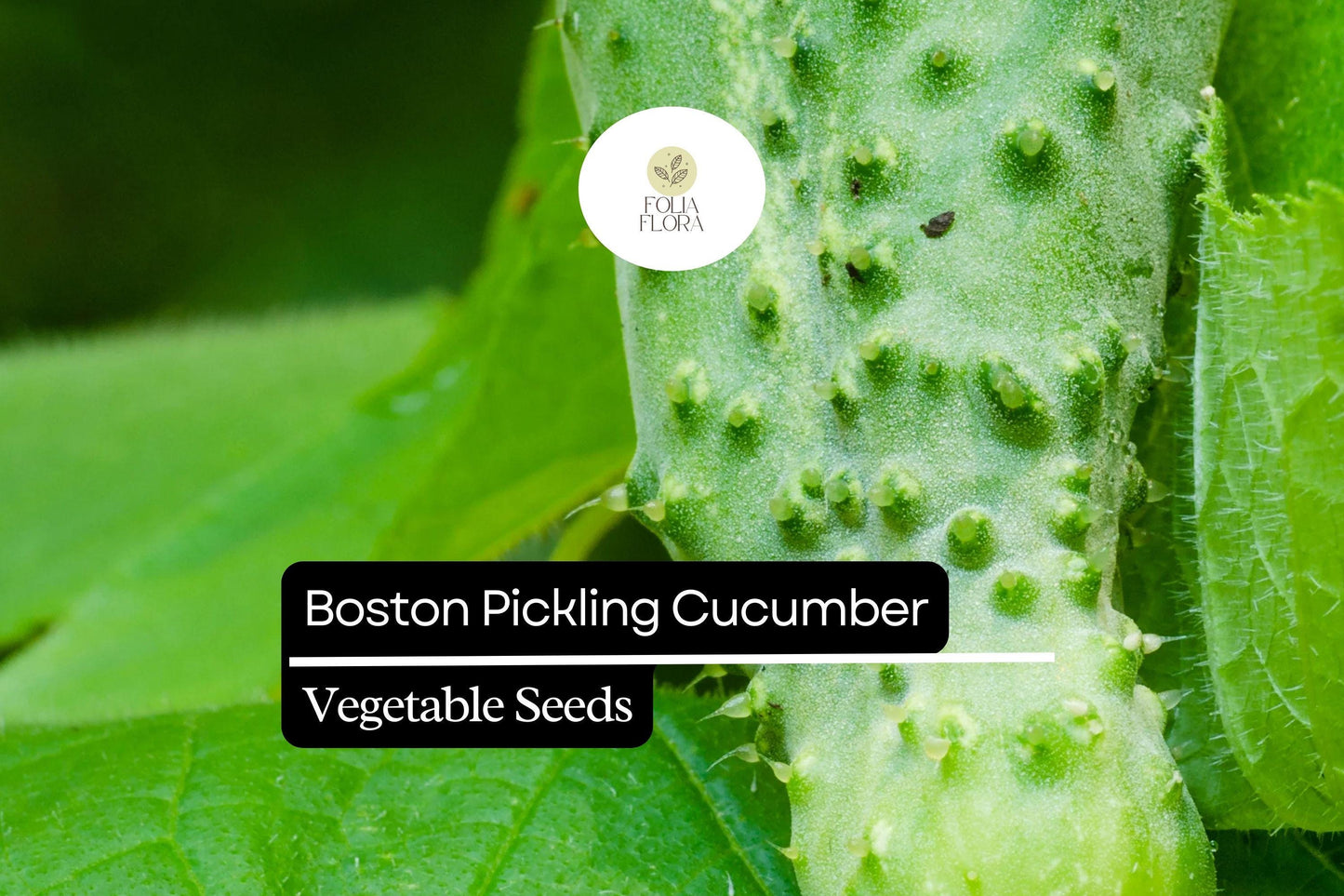 Boston Pickling Cucumber Seeds - 25+ Heirloom Non-GMO Seeds for Crisp Pickling Cucumbers (Cucumis sativus)