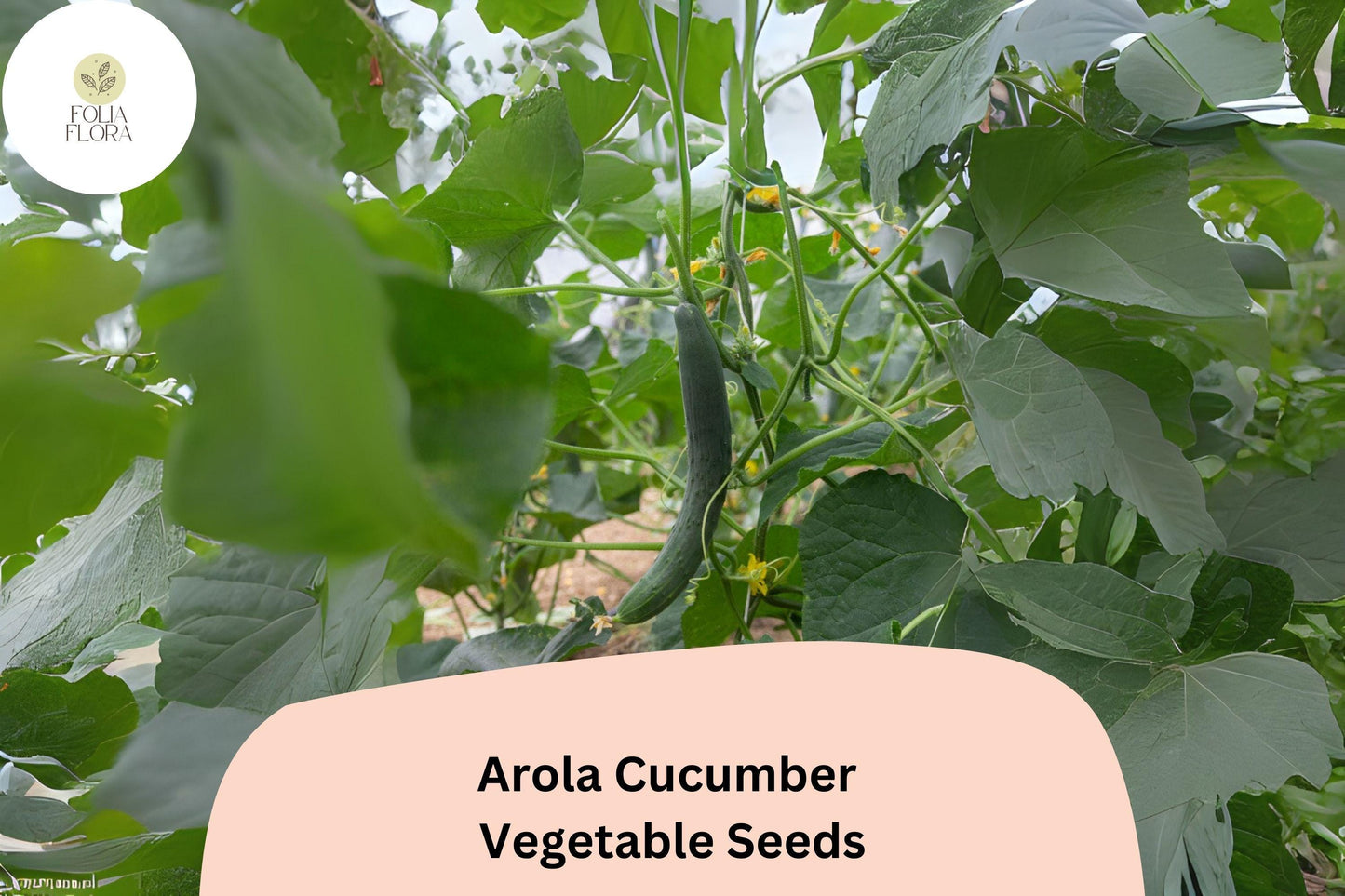 Arola Cucumber Seeds - 25+ Non-GMO Crisp Dark Green Hybrid | Cucumis sativus | Early Maturing High Yield Garden Vegetable