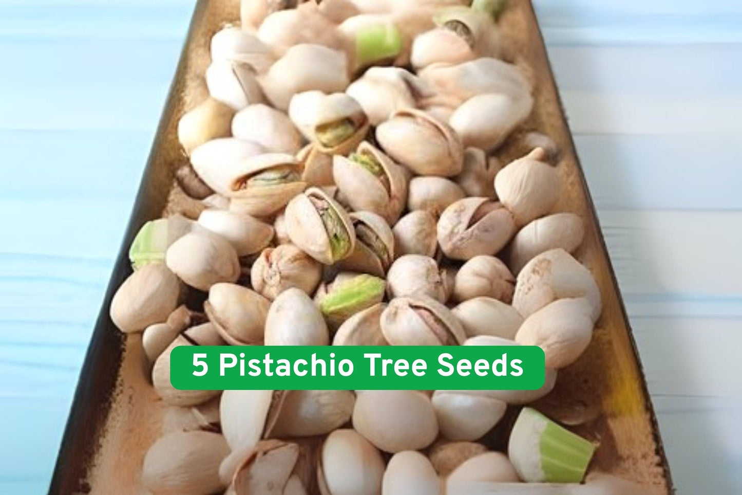 Pistachio Tree Seeds - 5 Fresh Pistacia Vera - Grow Your Own Nut Tree for Bonsai or Orchard Planting - Edible Seeds
