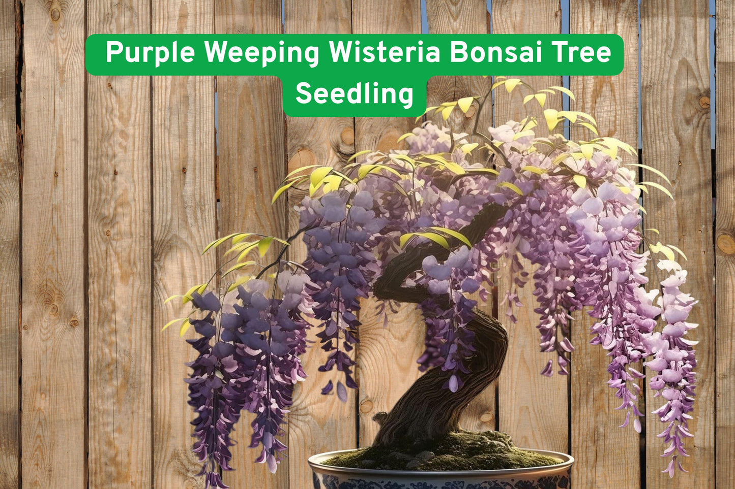 Purple Weeping Wisteria Bonsai Seedling - 1-Year Live Plant - Flowering Tree - Wisteria sinensis for Outdoor Gardens