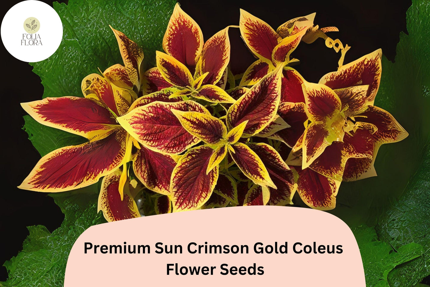 Coleus Seeds - 25+ Crimson Gold Variety | Red & Gold Foliage | Plectranthus scutellarioides | Sun & Shade Plant