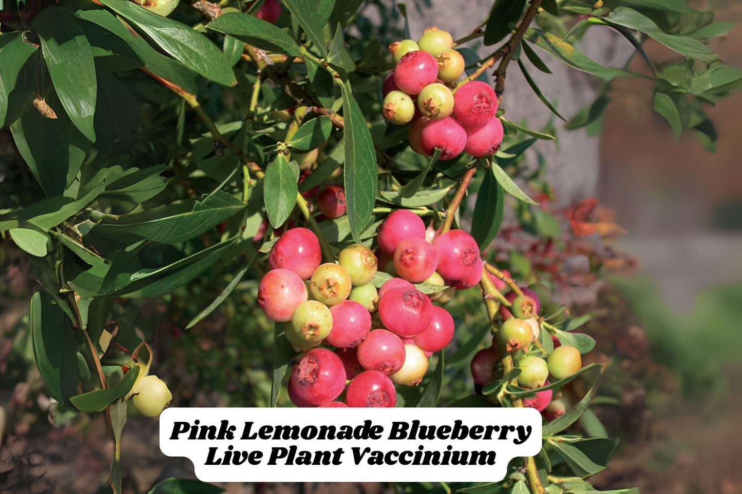 Pink Lemonade Blueberry Starter Plant 6-8 Inches, Vaccinium rabbiteye, Ideal for Garden or Container