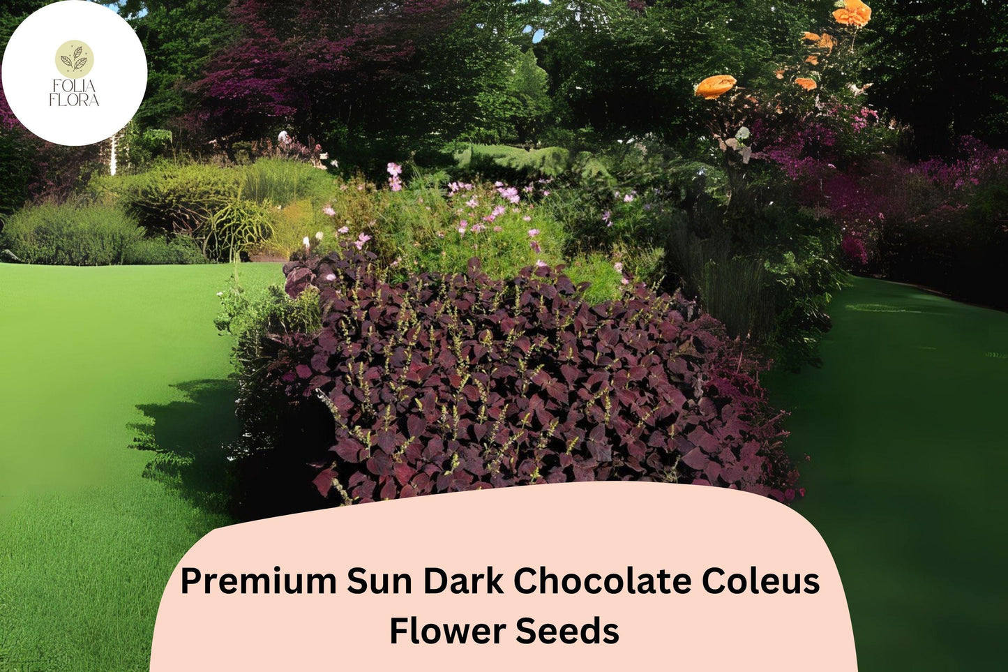Dark Chocolate Coleus Seeds | 25+ Fresh Seeds | Deep Brown Foliage | Plectranthus scutellarioides | Sun or Shade Gardening