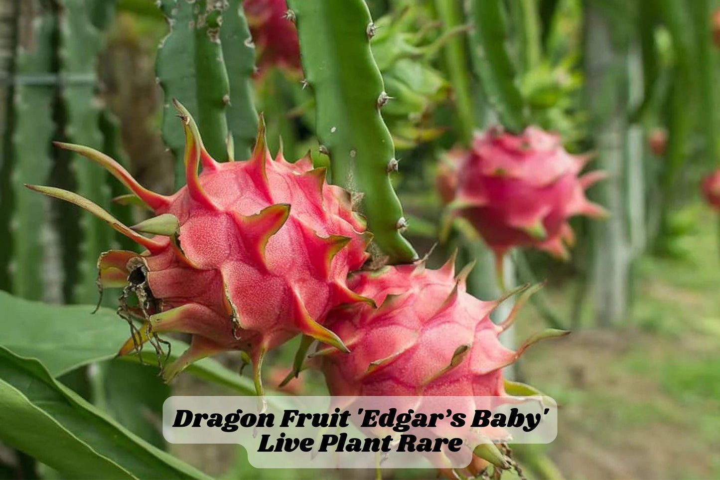 Edgar's Baby Dragon Fruit Cactus Plant 4-5 Inches Hylocereus Hybrid for Trellis or Container, Rooted Live Starter Plant