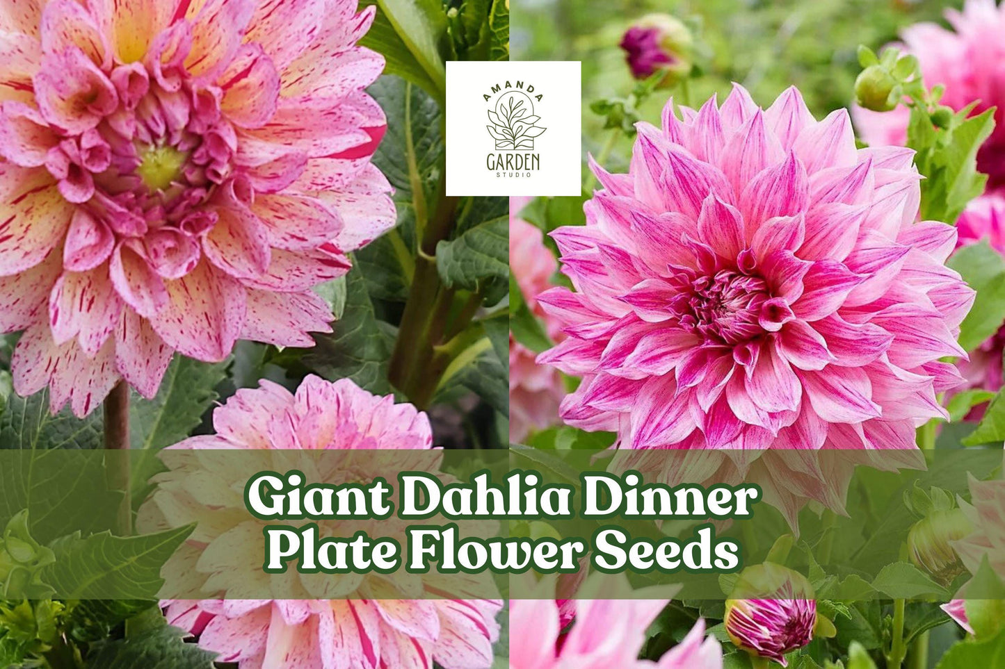 Giant Dahlia Flower Seeds - 100 Mixed Color Seeds for Cut Flower Gardens - Dahlia spp. - Exotic Blooms for Vibrant Displays