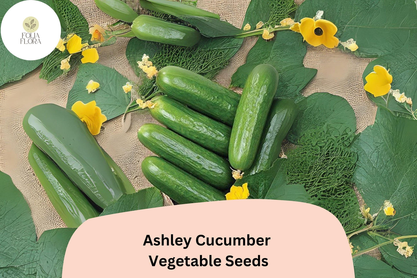 Ashley Cucumber Seeds - 25+ Heirloom Variety, Dark Green, Disease Resistant, Non-GMO, Cucumis sativus for Easy Gardening