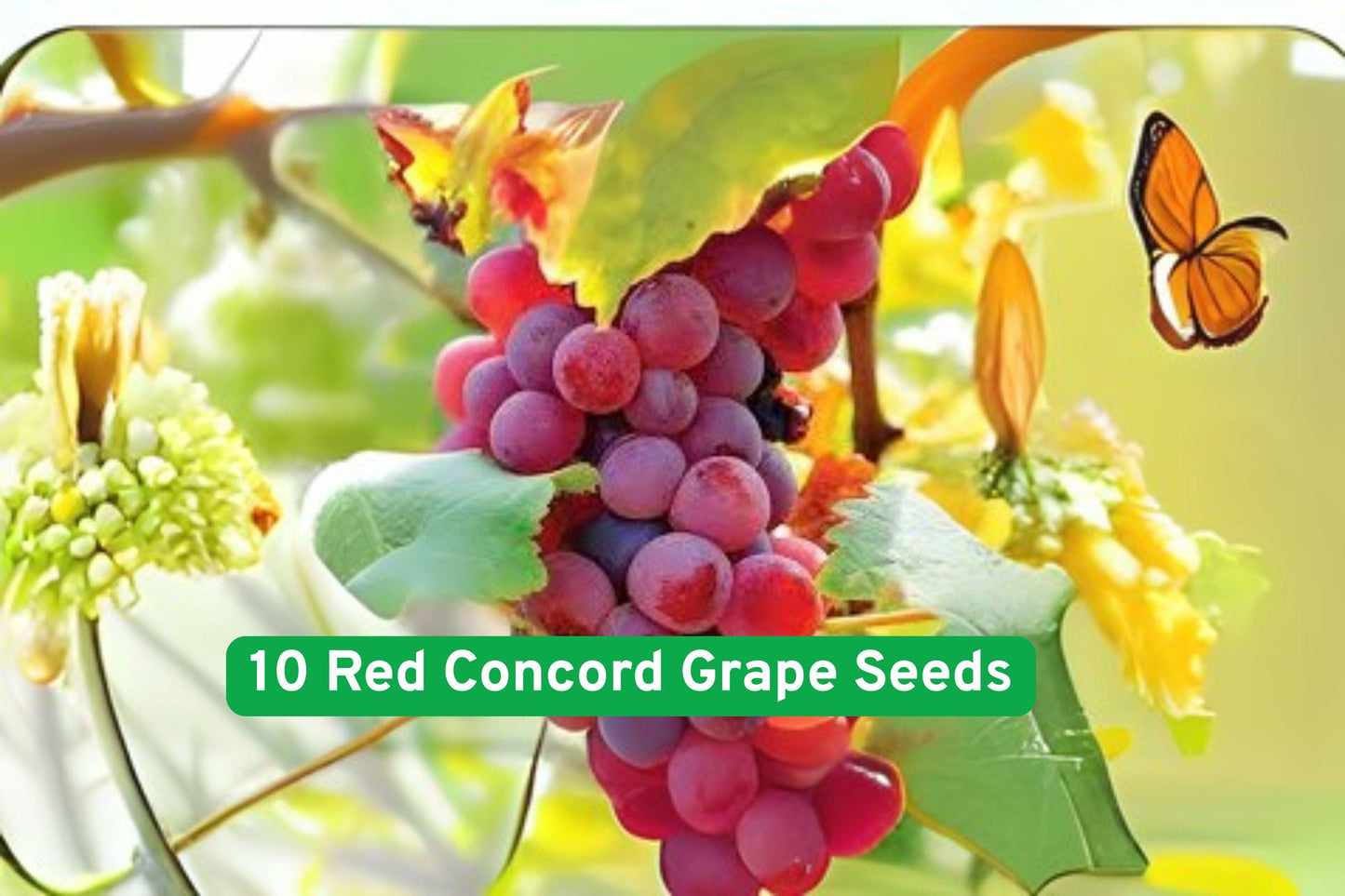 Red Concord Grape Seeds - 10 Heirloom Seeds for Wine, Juice, & Fruit - Vitis labrusca - High-Yielding Climbing Vines